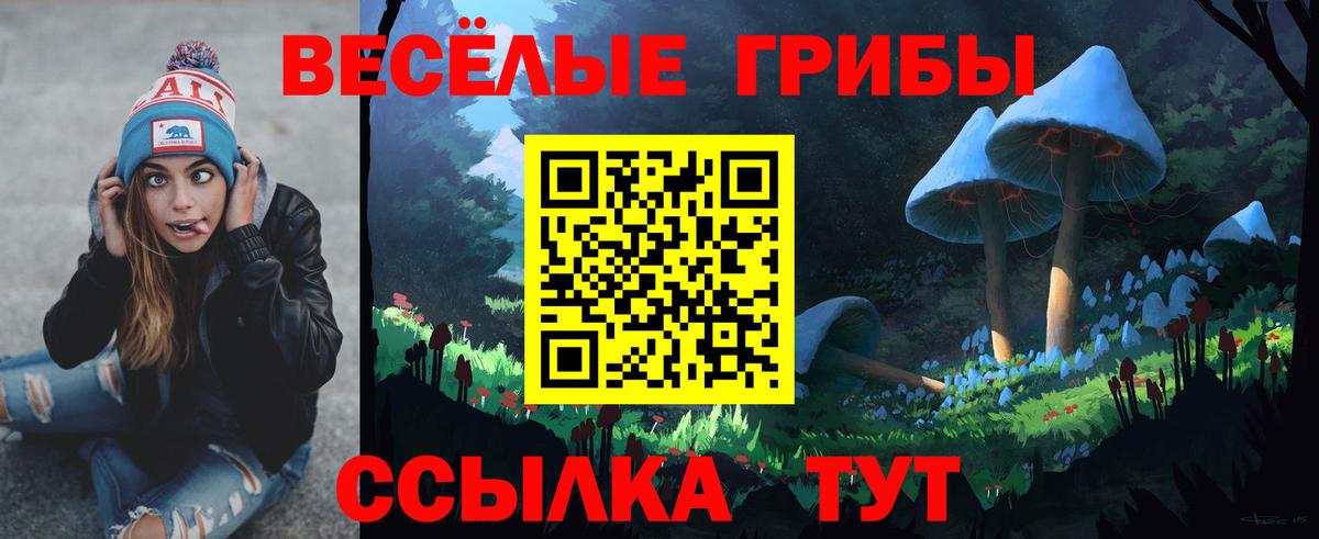 Псилоцибиновые грибы Psilocybe Будённовск